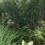 Fargesia nitida 'Great Wall'